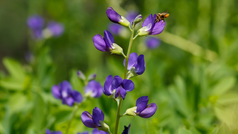 A pollinator visits a blossom on a wild indigo growing in a garden.