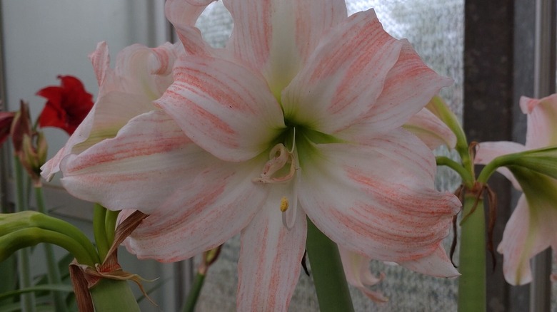 Apple Blossom amaryllis growing indoors near a window.