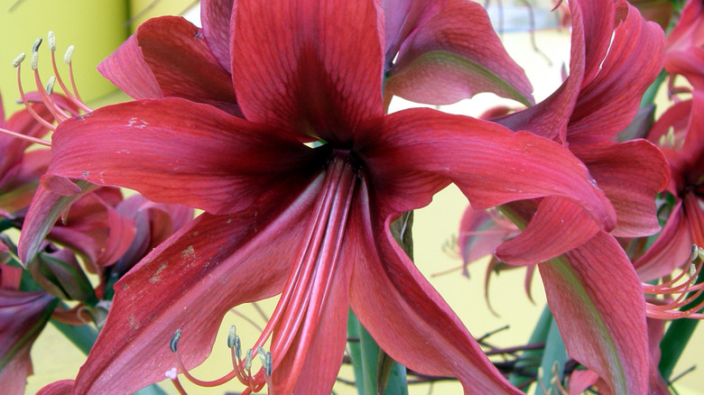 Amaryllis Bogota flowers with long red petals growing indoors against a green wall near a window.