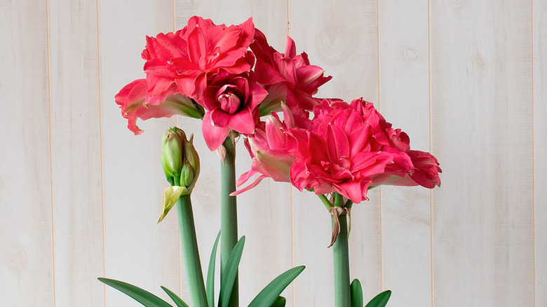 Hot pink Candy Nymph amaryllis flowers growing indoors.