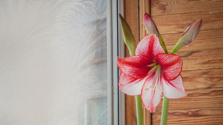 A Charisma flower growing on top of a single stem near a window in a house.