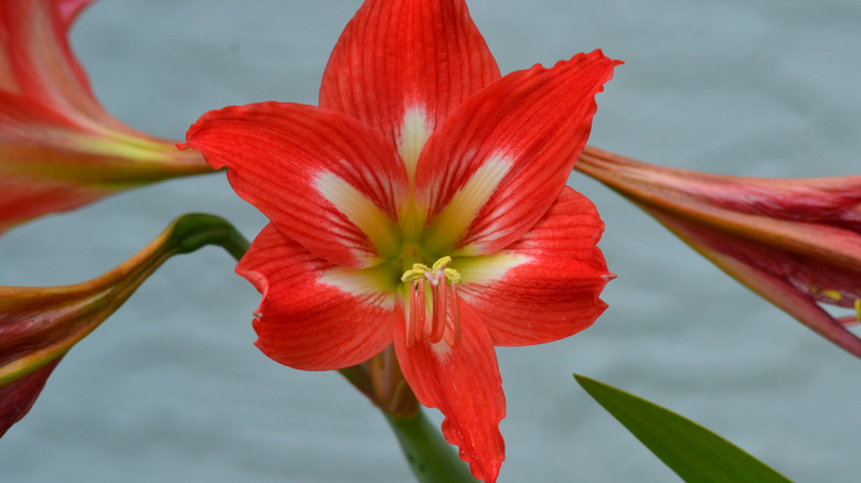 A small amaryllis Christmas Star flower with three other blooms sprouting from the same stem.