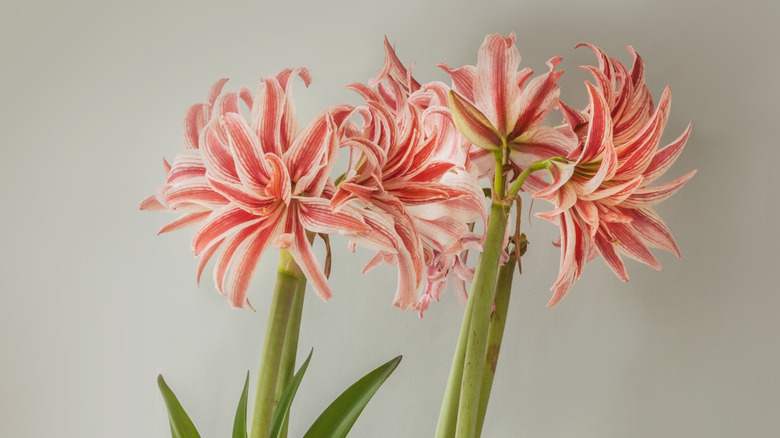 Amaryllis Doublet flowers in full bloom indoors.