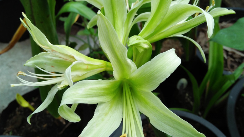 A bright green amaryllis Evergreen flowering indoors in a group of houseplants.