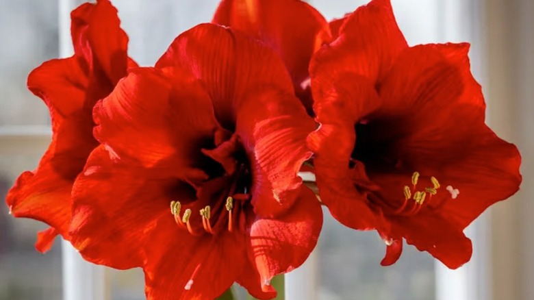 Amaryllis Ferrari in full bloom with new stems sprouting in a window.