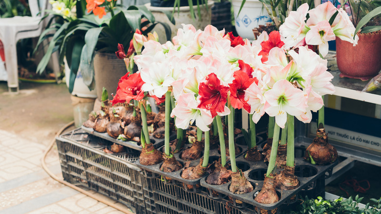 Pink, red, and white flowering amaryllis bulbs for sale in a plant center.