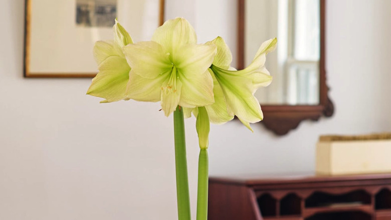 Amaryllis Lemon Grandise in full bloom with a second stem starting to appear in an elegant living room.