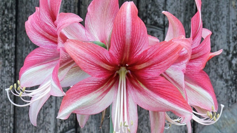 Pink Amazone amaryllis flowers in front of a wood panel wall.