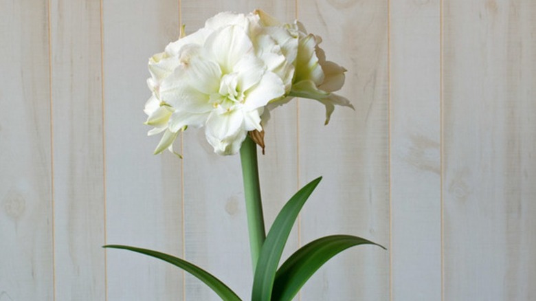 A Polar Belle amaryllis in a pot with long leaves and a tight bouquet of white flowers atop a long stem.