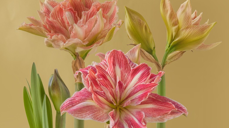 An amaryllis Pretty Nymph flower on one of four stems in front of a yellow background.