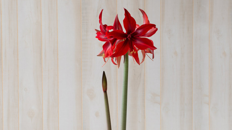 A few amaryllis Red Amazone flowers against a wallpapered wall indoors.