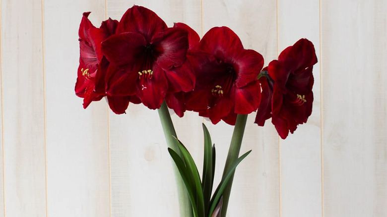 An amaryllis Red Reality with green leaves, two flower stems, and deep red flowers.