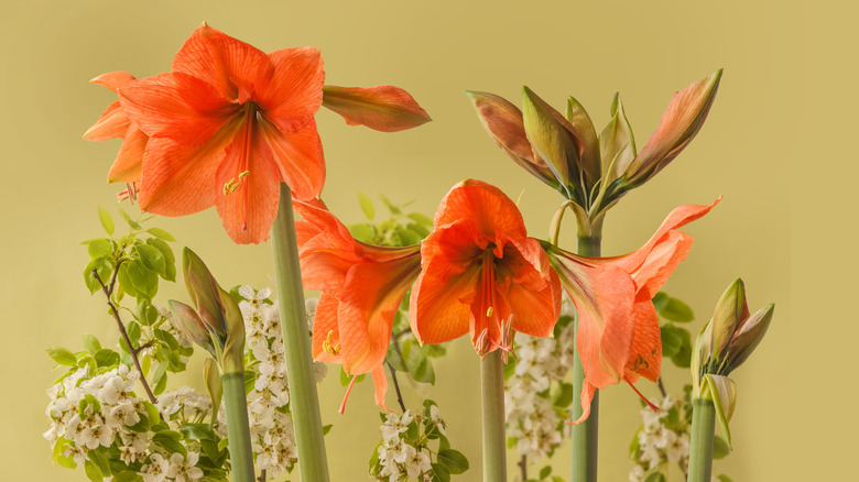 Five flowering stems of amaryllis Rilona with some small white flowers and a yellow wall in the background.