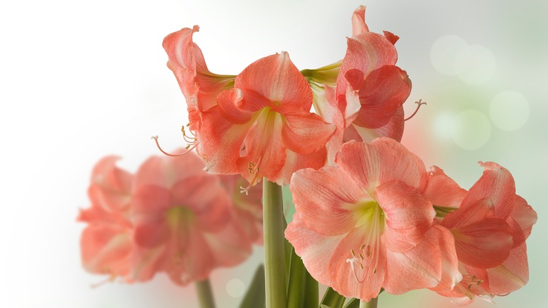 Small amarylis Rosalie flowers against a white blurred background.