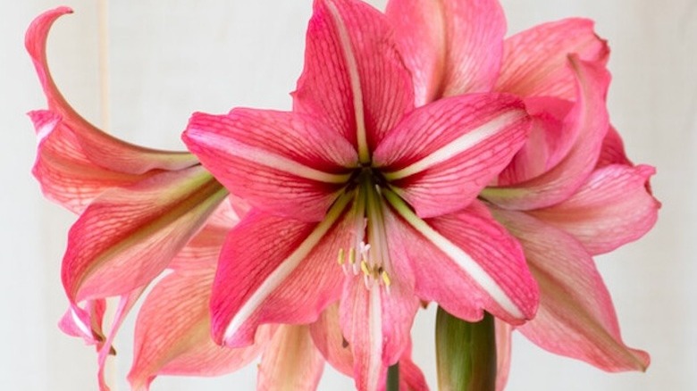 An amaryllis Pinkolo in full bloom indoors.