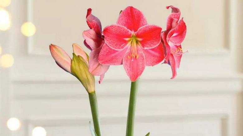 Amaryllis Sweet Cream with one stem in full bloom and the other stem with flower buds.