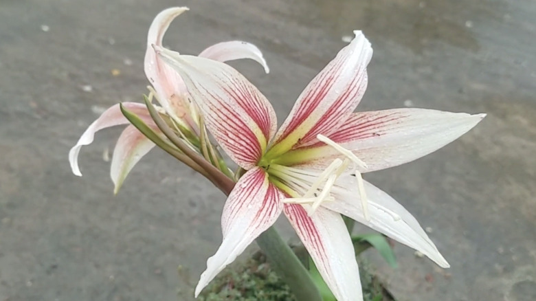 A Sweet Lillian amaryllis growing indoors against a concrete wall.