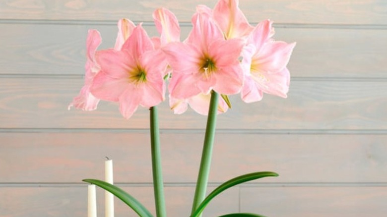 Amaryllis Sweet Star with two stems in full bloom in a pot on a table with some candles.