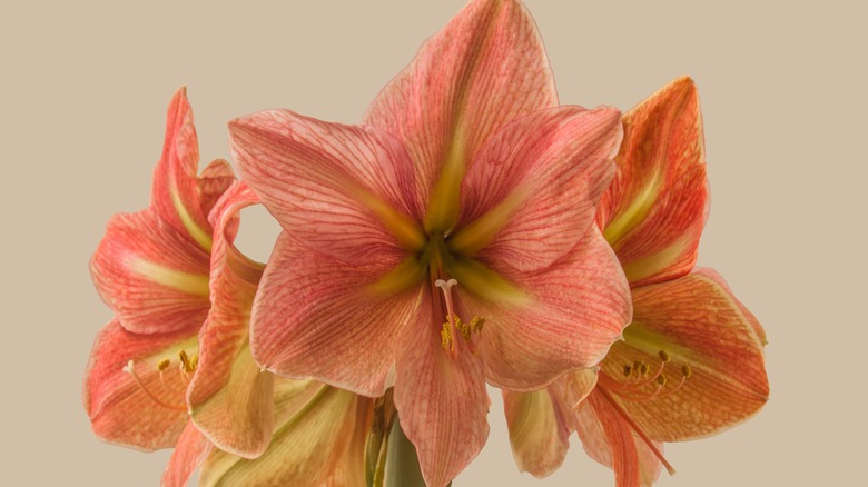 Three amaryllis Terra Cotta Star flowers against a tan background.
