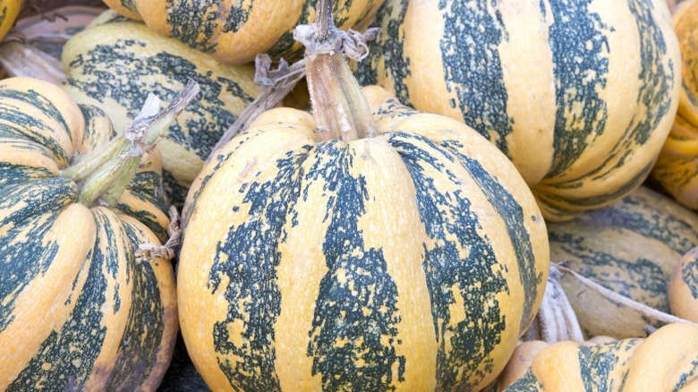 'American Tondo' pumpkins with distinct stripes