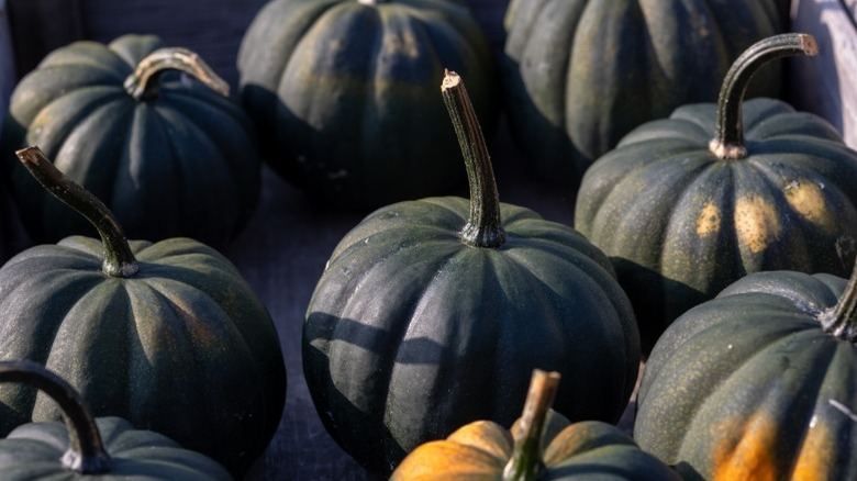 Small dark green 'Black Kat' pumpkins