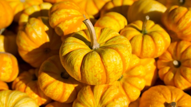 Blaze pumpkins that are orange with yellow stripes
