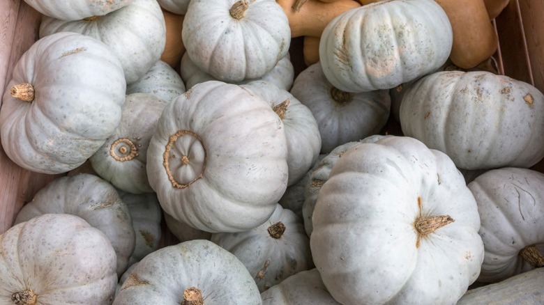 A pile of blue-grey 'Crown Prince' pumpkins