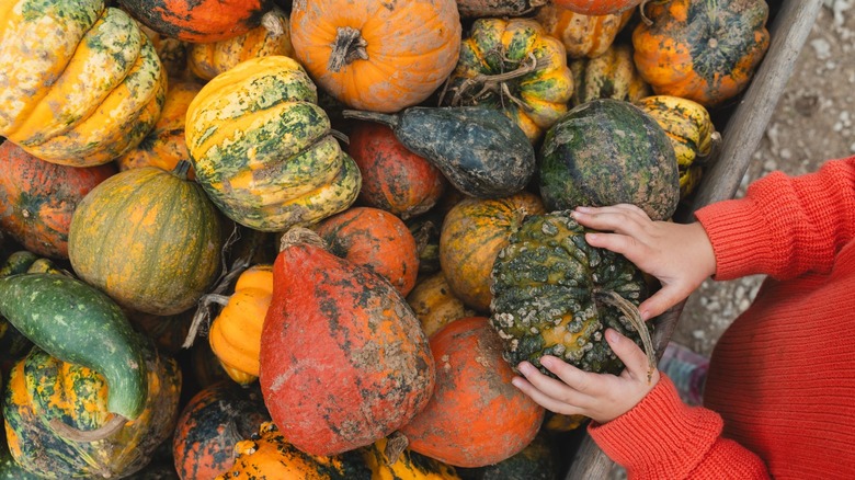 A person picking out a pumpkin from a colorful mix