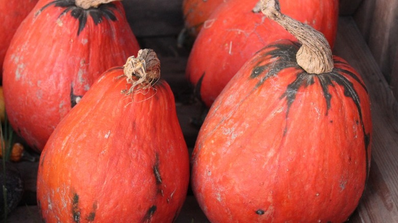 Pear-shaped 'Lakota' pumpkins