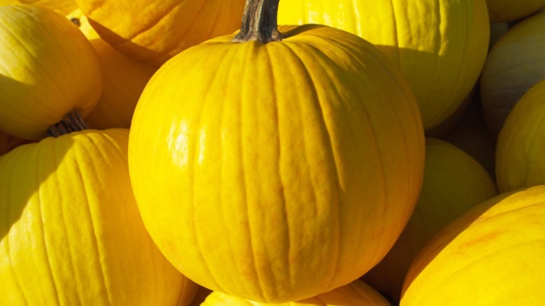 Closeup of a pile of yellow 'Mellow Yellow' pumpkins