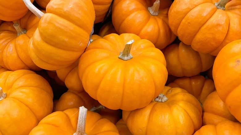 Closeup of many Munchkin pumpkins