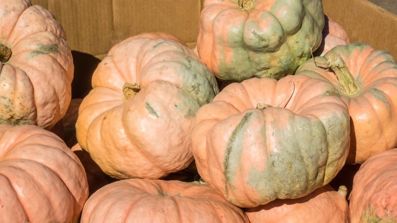 Deep ribbing and light pink-orange color of 'Porcelain Doll' pumpkins