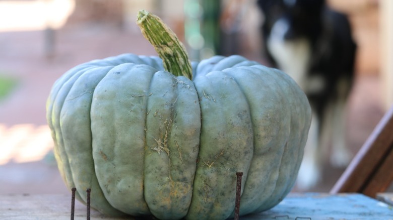 A large blue 'Queensland Blue' pumpkin