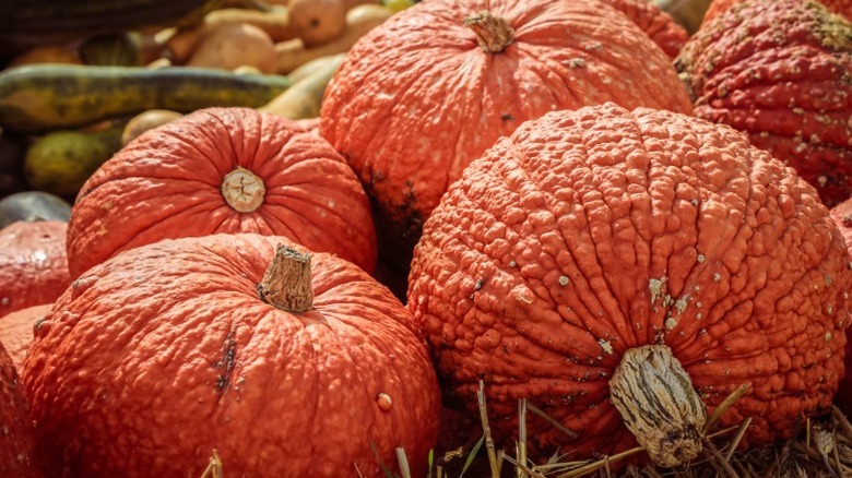 Many 'Red Warty Thing' pumpkins in a pile