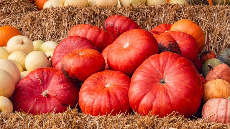 Red-orange 'Rouge Vif d'Etampes' pumpkins in pile