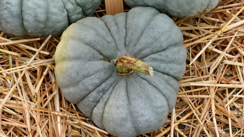 'Triamble' pumpkin with three lobes