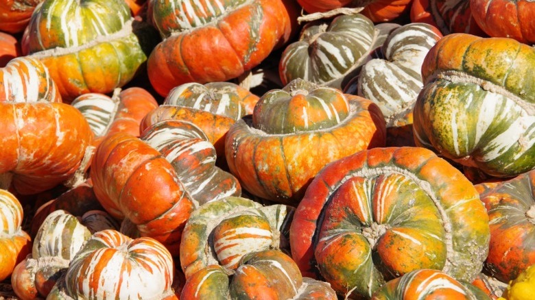 'Turk's Turban' pumpkins with hat-like bumps