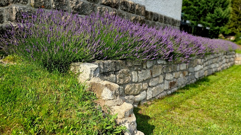 Retaining wall in a yard with a patch of lavender flowers