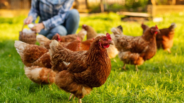 Person kneeling, collecting eggs in a yard wearing a blue flannel shirt, chickens in the foreground