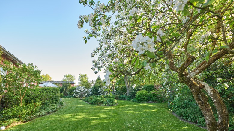 Backyard with blossoming tree
