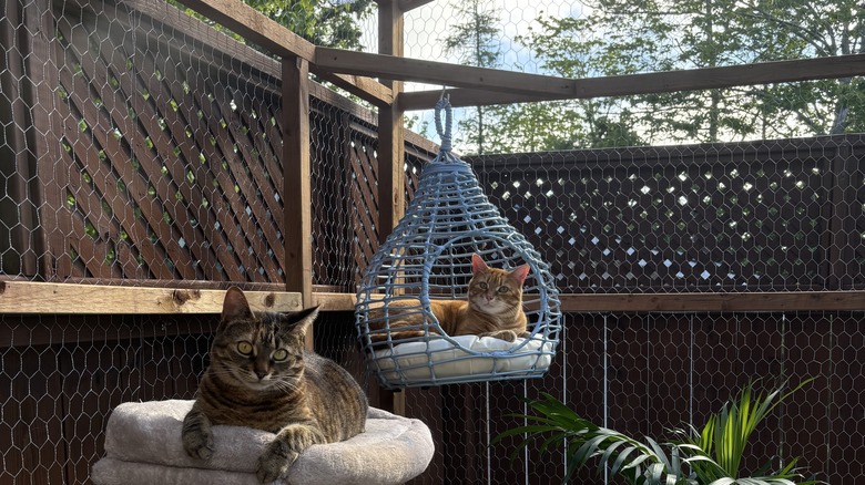 Catio with two felines occupying it, one in a swinging chair, the other on a plush pillow