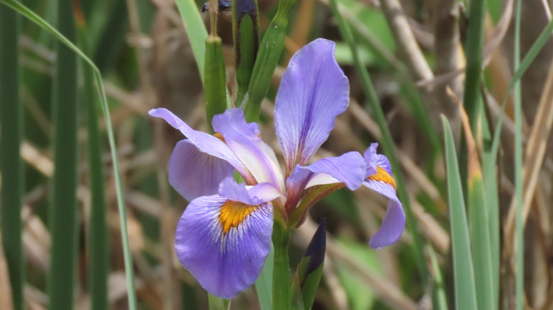 southern blue flag iris