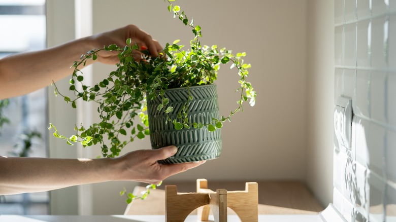 Houseplant being positioned on countertop