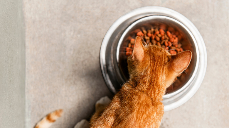 Cat eating out of bowl of food