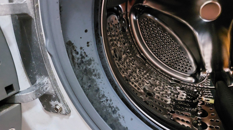 Mold growing inside washing machine