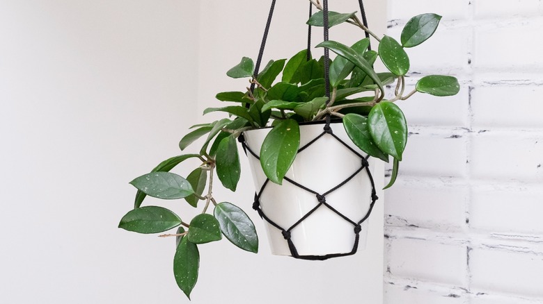 Hanging hoya houseplant
