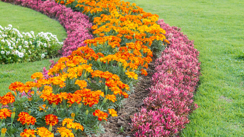 Pink and orange flower bed