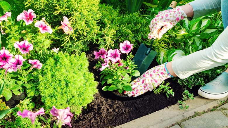 Flower bed with pink flowers