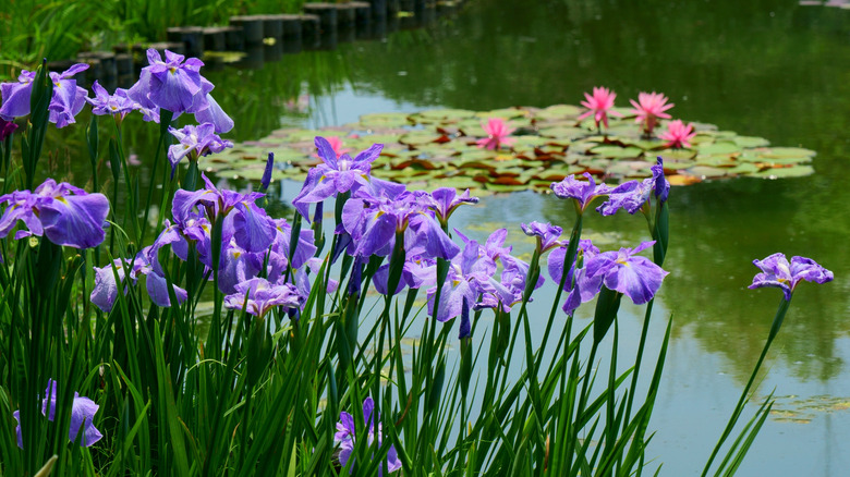 Purple irises growing by pond