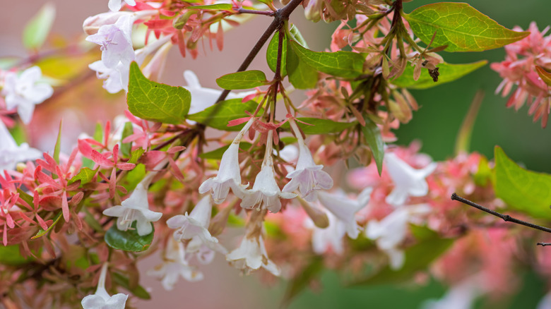 Soft pink flowers blooming on an abelia shrub